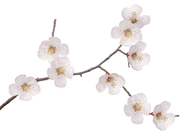 istock branch with nine flowers on white 901530724