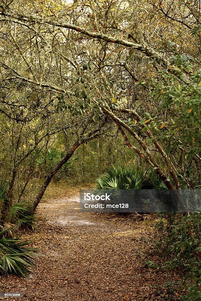 Chemin à travers bois saplings agréables avec passerelle - Photo de Arbre libre de droits