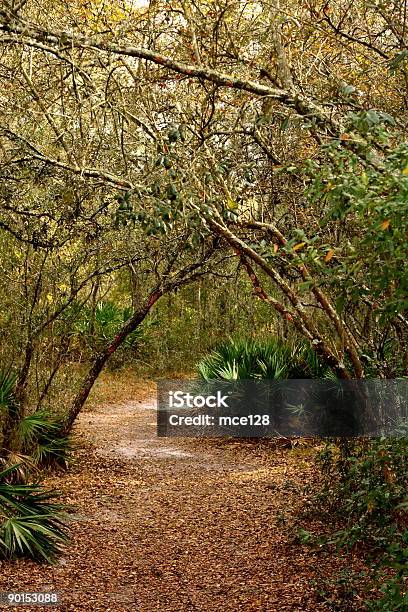 Photo libre de droit de Chemin À Travers Bois Saplings Agréables Avec Passerelle banque d'images et plus d'images libres de droit de Arbre