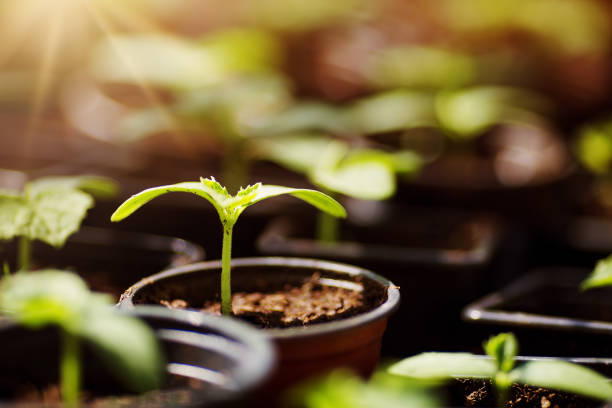 istock cucumber seedlings in pots 901531058