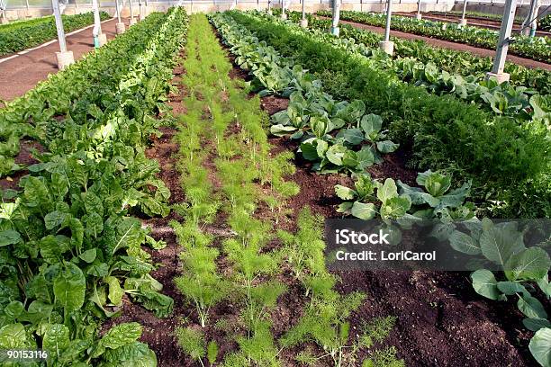 Foto de Ervadoce Acelga Repolho e mais fotos de stock de Acelga - Acelga, Agricultura, Alface