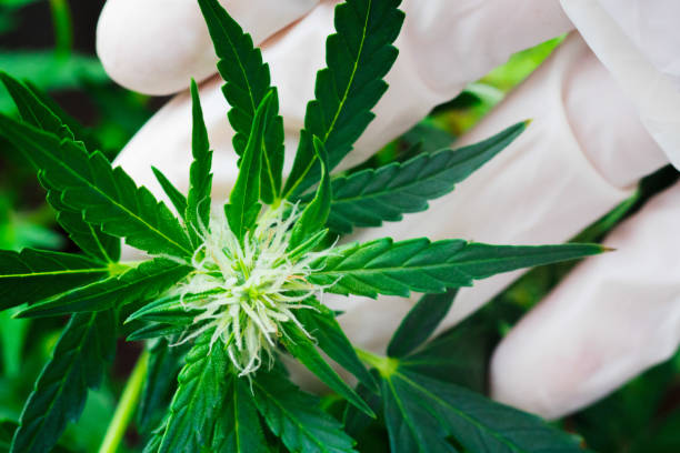 istock Beautiful Macro flower natural green background cannabis marijuana marijuana 901533772