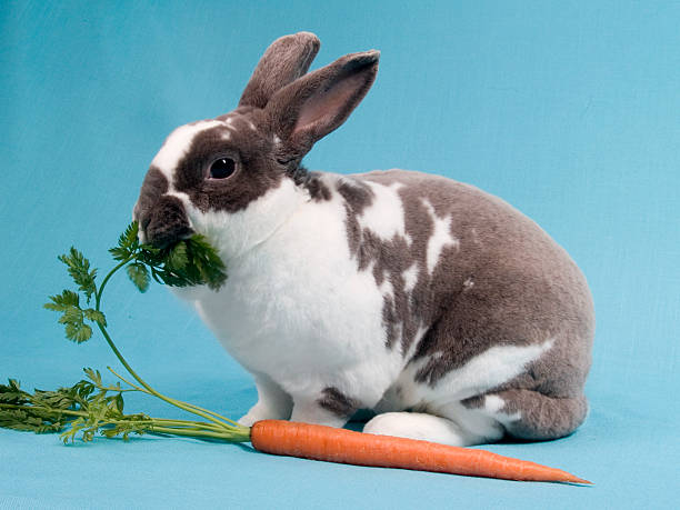 Free Stock Photo of bunny rabbit eating carrot | Download Free Images ...