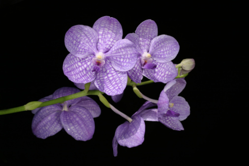 Beautiful vanda orchid flower photographed in the garden.