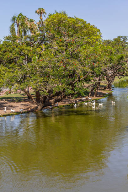 istock Lake and ducks in Bosques de Palermo park 901535344