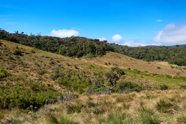 istock Scenic view in Horton Plains, Sri Lanka 901535696