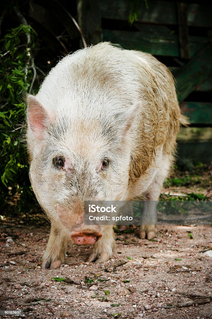 Porco - Foto de stock de Animal royalty-free
