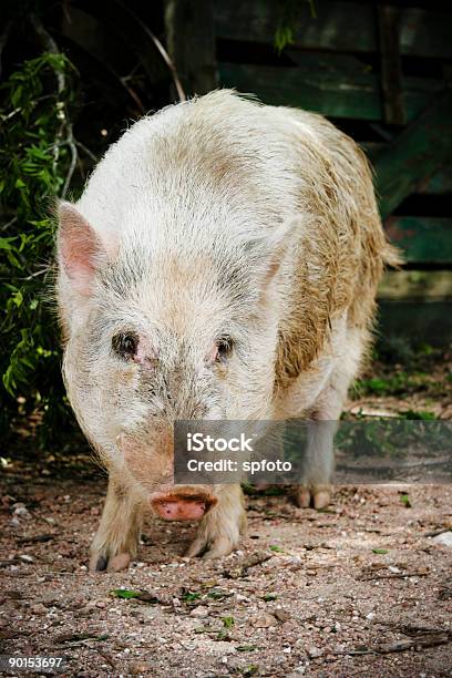 Porco - Fotografias de stock e mais imagens de Animal - Animal, Animal Doméstico, Animal de Estimação