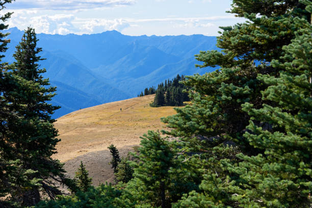 istock Hiker along the Hurricane Hill trail 901538088