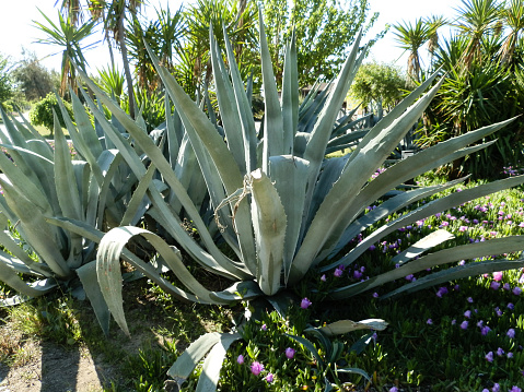 Large Aloe Vera Cactus On Turkish Beach Stock Photo - Download Image Now -  Aloe, Beauty, Botany - iStock