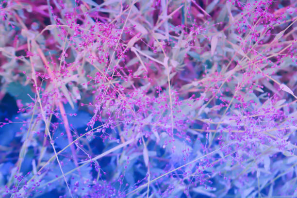 istock soft focus little pink grass flower blooming  spring  nature background 901539918