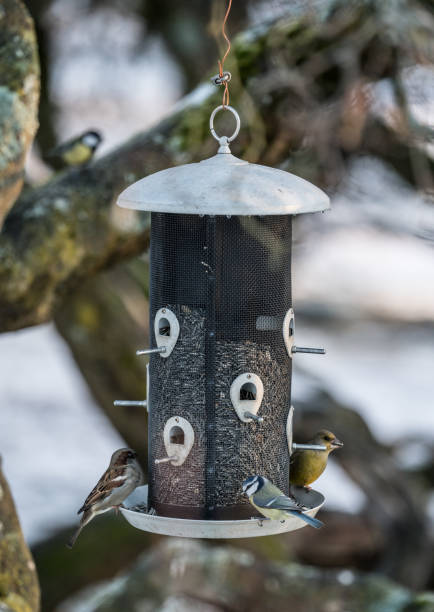 istock Winter Birds in Oslo, Norway 901542152