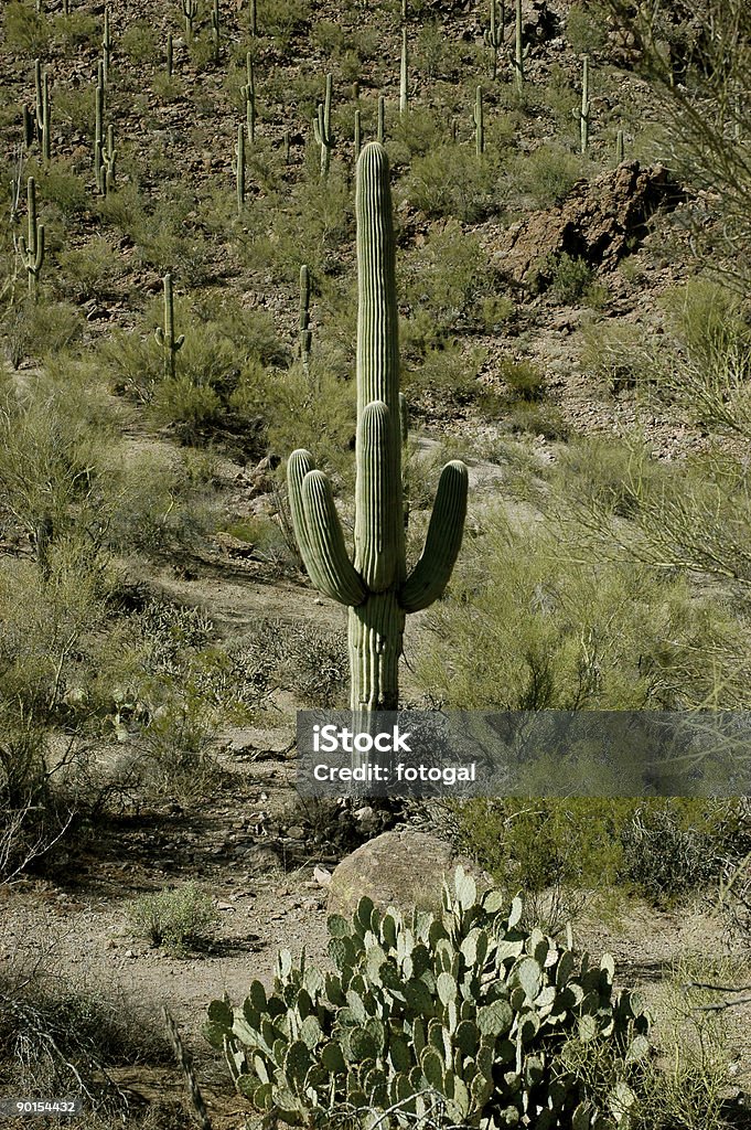 Saguaro National Park  Arid Climate Stock Photo