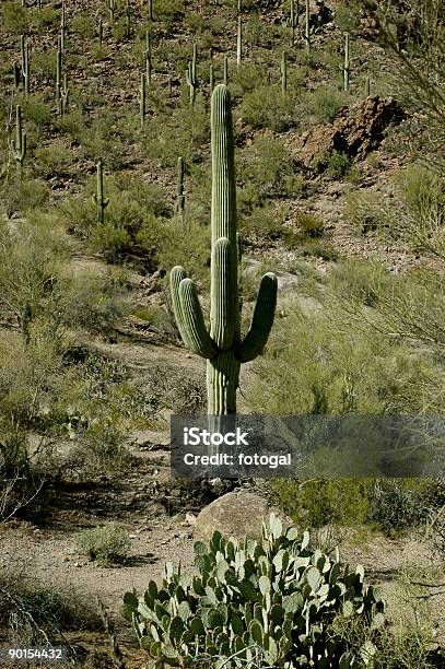 Saguaro National Park Stock Photo - Download Image Now - Arid Climate, Arizona, Cactus