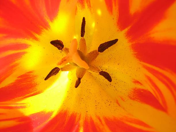 Tulip stock photo