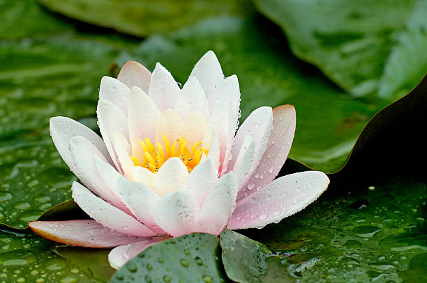 istock Somptuosa-pink water lily under rain. 90154546
