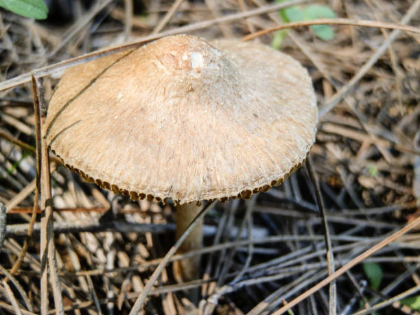 istock Poisonous forest mushroom found in Turkey 901545818