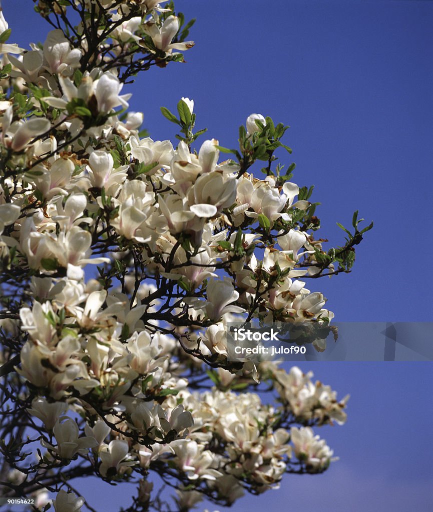 Magnolia  Color Image Stock Photo