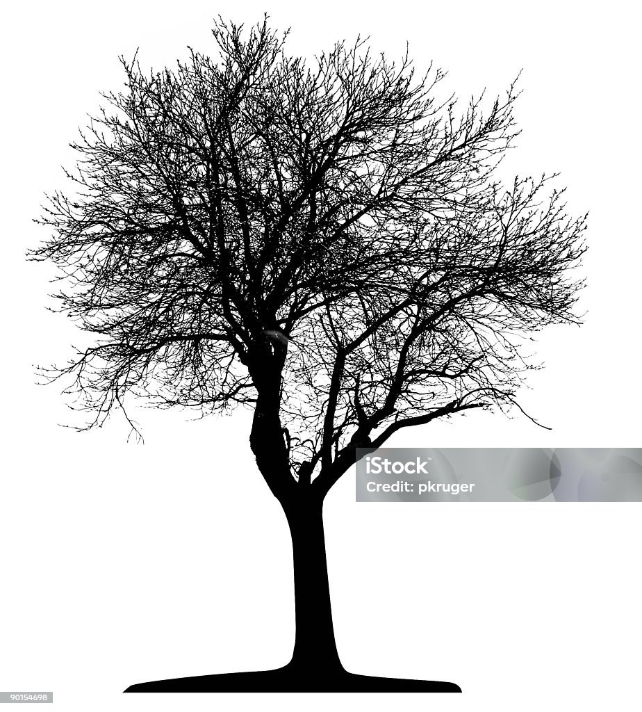 Vecteur arbre isolé - Illustration de Arbre libre de droits