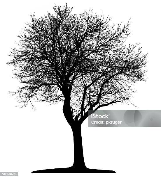Vector Tree Isolated Stock Illustration - Download Image Now - Birch Tree, Black Color, Branch - Plant Part