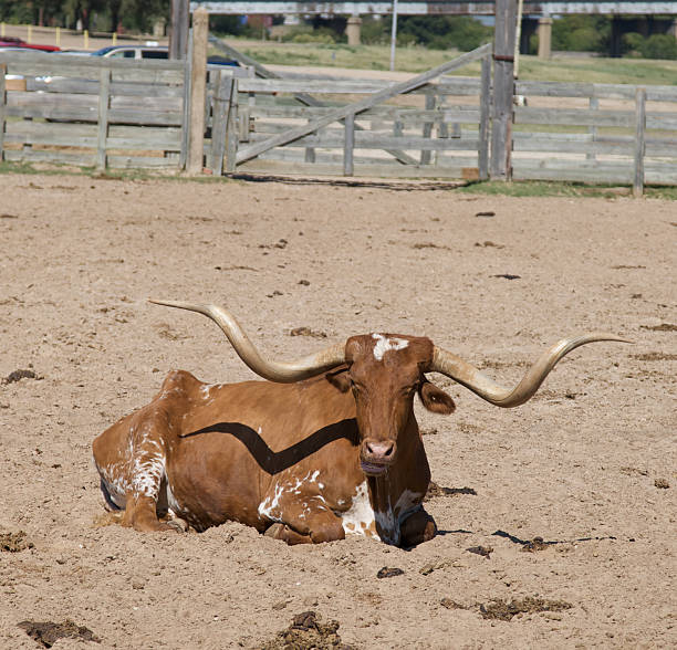техасский длиннорогий - bull texas longhorn cattle horned white стоковые фото и изображения