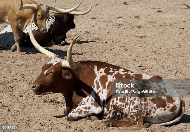 Texas Longhorn Stock Photo - Download Image Now - Animal, Bull - Animal, Cattle