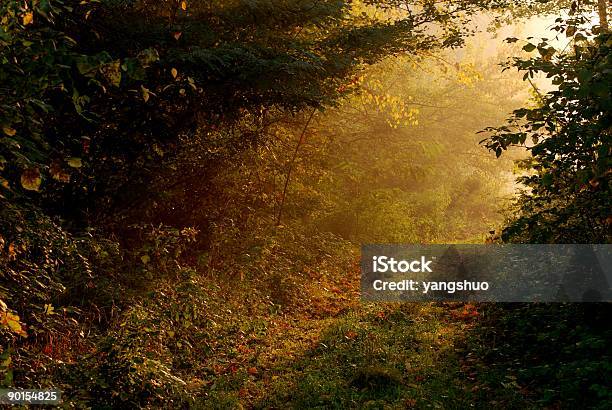 Foto de Esmalte Dourado Outono e mais fotos de stock de Amarelo - Amarelo, Bosque - Floresta, Dourado - Descrição de Cor