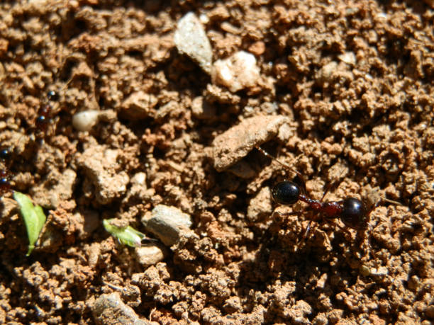 istock Giant ants in rocks in Turkey 901548908