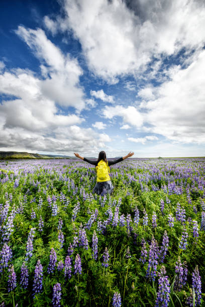 istock Lupine flower field in Iceland 901549084