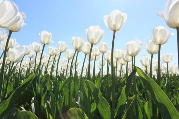 istock White dutch tulips against a blue sky 901554816