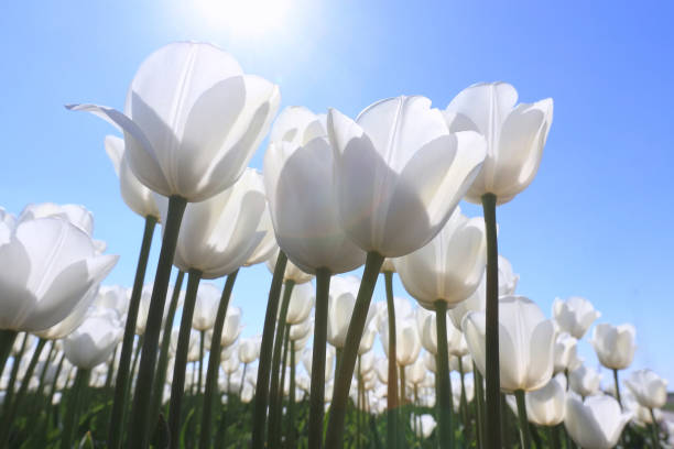 White dutch tulips against a blue sky