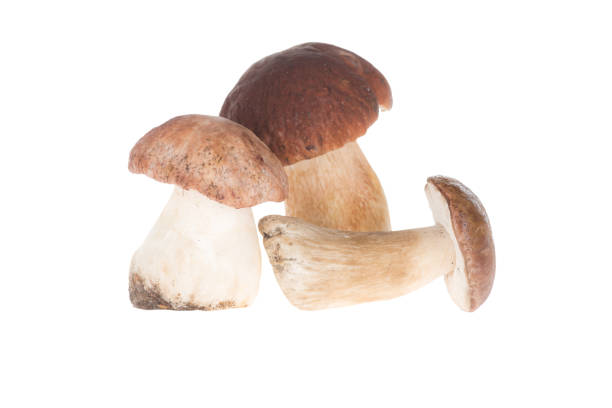 istock Three porcini mushrooms 901555132