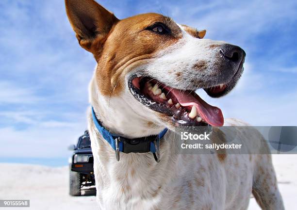 Australian Cattle Dog On Beach Stock Photo - Download Image Now - 4x4, Australia, Beach
