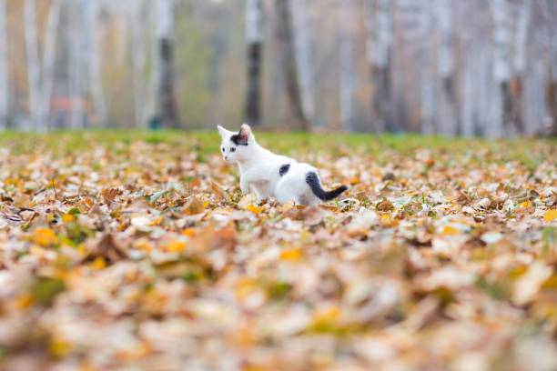 istock White and black small kitten on autumn glade among fallen leaves 901555552
