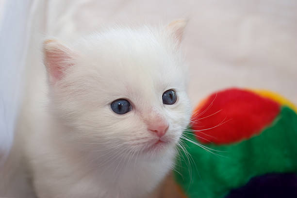 White kitten with blue eyes stock photo