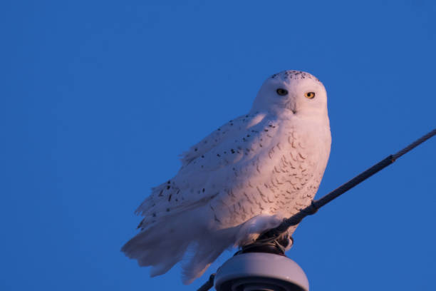istock Snowy Owl on the Prairies 901558844