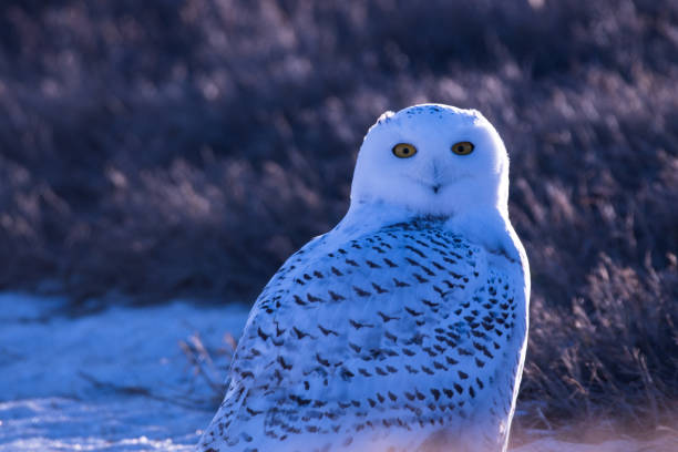 istock Snowy Owl on the Prairies 901559054