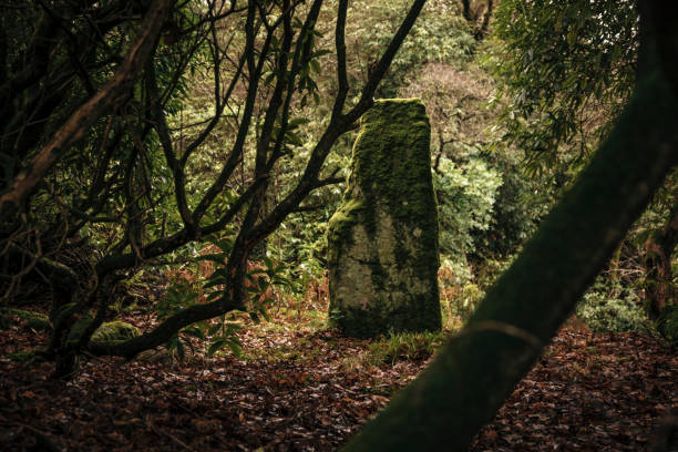 istock Scottish Standing Stone in a Woodland Clearing 901559456