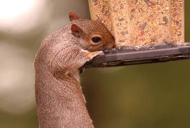 istock Squirrel Trying to Steal Birdseed 90155957