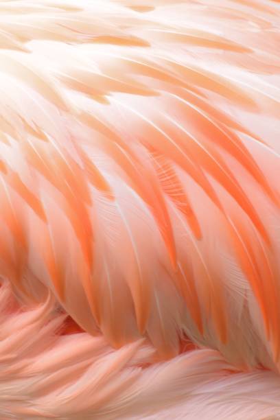 istock Macro texture of Flamingo bird feathers 901562648