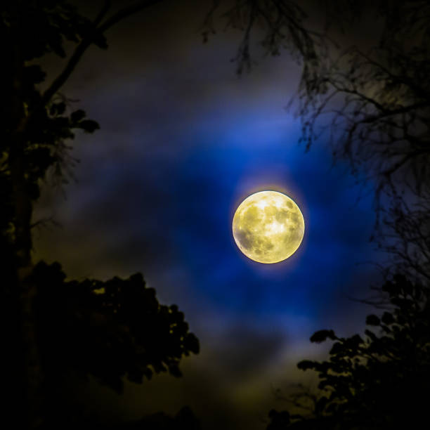 istock Full moon and tree silhouette. Photo from Sotkamo, Finland. 901562676