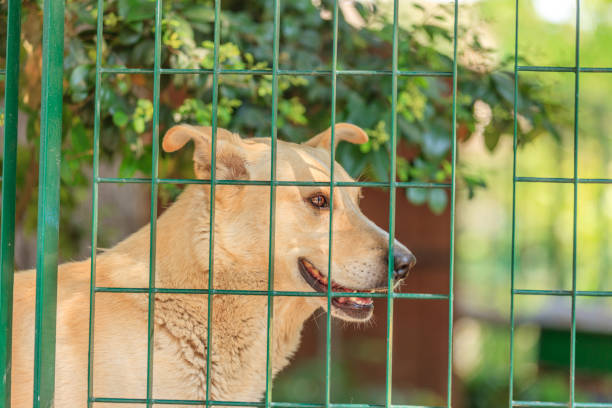 istock Beige dog behind green mesh fence 901562826