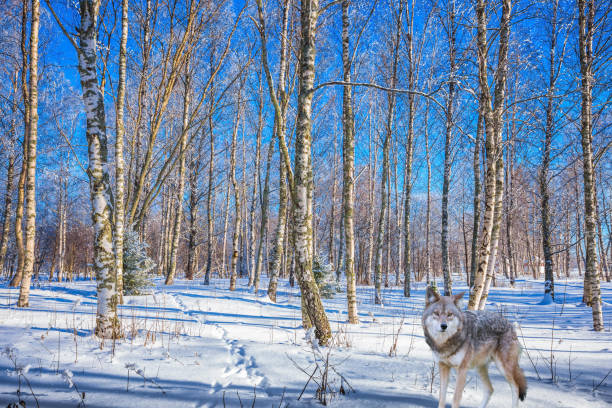 istock Polar wolf  in the snow-covered aspen grove 901563498