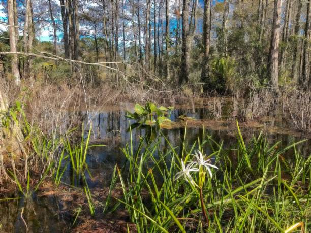 white swamp flowers in the marsh Swamp Flowers and reflections of the trees in a river sagittaria aquatic plant stock pictures, royalty-free photos & images