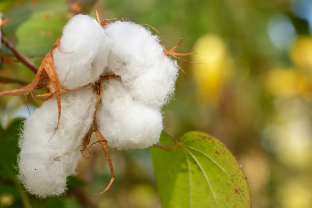 istock Ripe blown cotton boll on a green garden blurry background 901566704