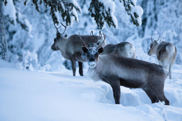 istock Reindeer digging in the snow for bait 901566966