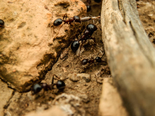 istock Dramatic shot of large working Ants 901567008