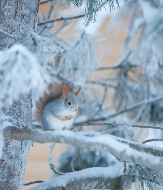 istock Sciurus vulgaris waiting for his best friend to come 901567236