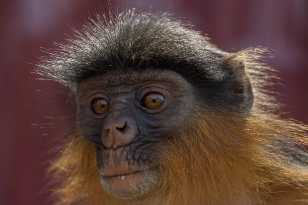 istock Red Colobus Monkeys in Bigilo forest park, The Gambia 901571606