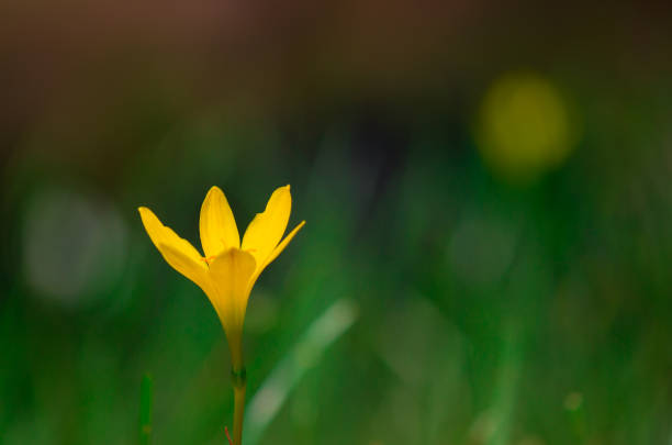 istock Yellow field flower 901571866